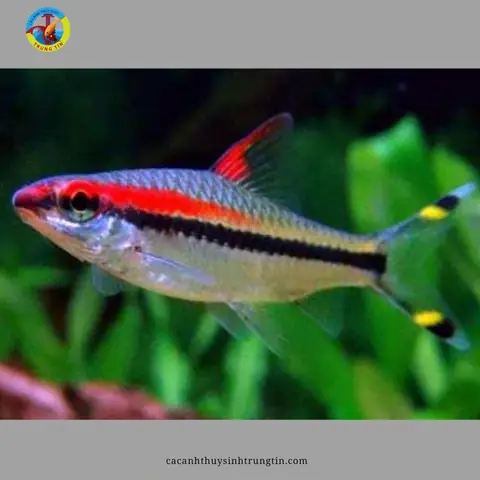 17. Cá Hồng Mi Ấn Độ