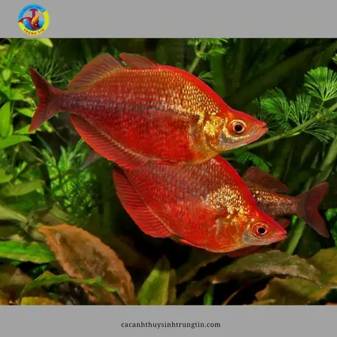 10. Cá Cầu Vồng Táo Đỏ