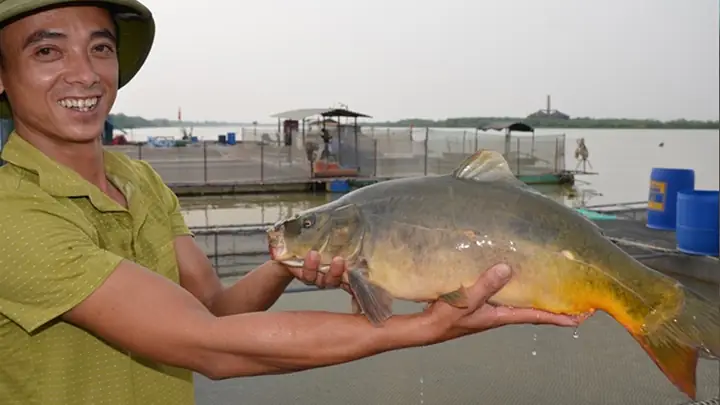 Cá Chép Kính Cá Chép Kính