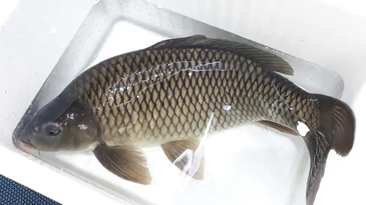 Cá Chép Giòn Cá Chép Giòn