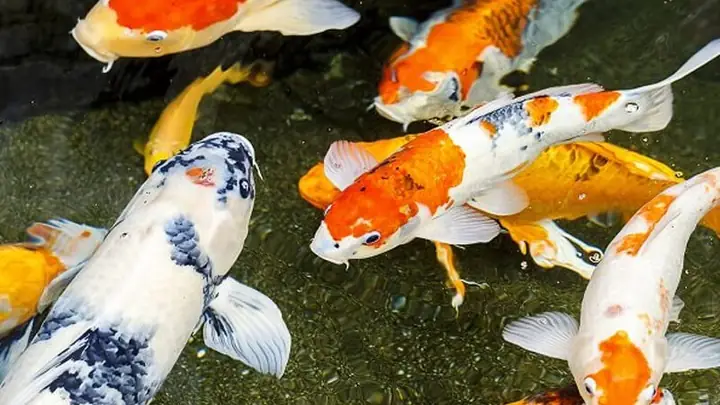 Cá Chép Koi Cá Chép Koi