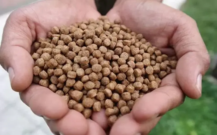 Thức Ăn Cho Cá Chép Thức Ăn Cho Cá Chép