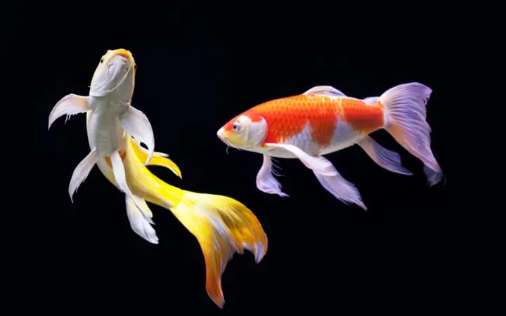 Cá Chép Nhật – Cá Koi Cá Chép Nhật – Cá Koi