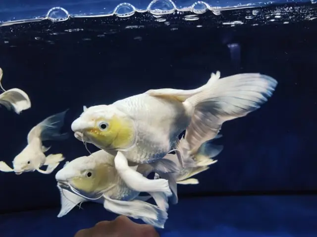 Cá Chép Sư Tử Cá Chép Sư Tử