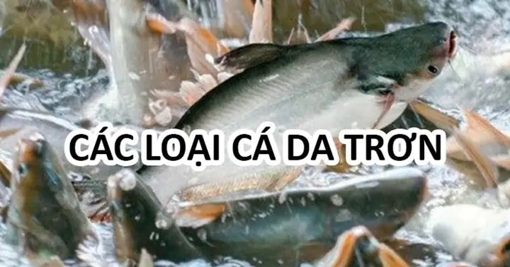 Điểm Danh Các Loại Cá Da Trơn Phổ Biến Ở Việt Nam