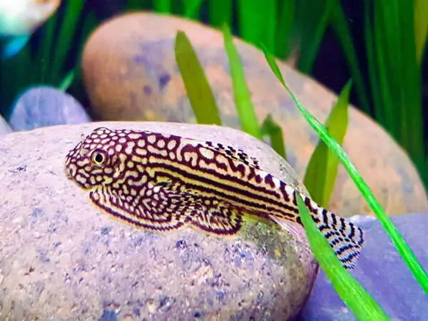 Cá Tỳ Bà Bướm (hillstream Loach) Cá Tỳ Bà Bướm (hillstream Loach)