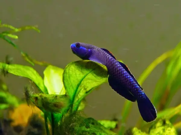 Cá Bống Dọn Bể (stiphodon) Cá Bống Dọn Bể (stiphodon)