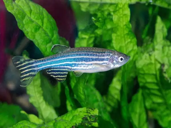 Cá Ngựa Vằn (zebra Danio) Cá Ngựa Vằn (zebra Danio)
