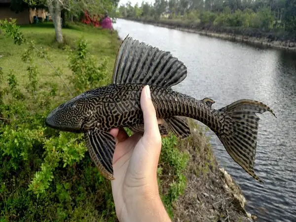 Các Loại Cá Dọn Bể Giá Bao Nhiêu? Các Loại Cá Dọn Bể Giá Bao Nhiêu?