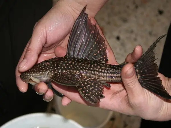 Vai Trò Của Các Loại Cá Dọn Bể Vai Trò Của Các Loại Cá Dọn Bể