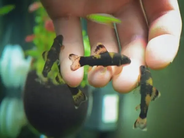 Phân Loại Các Loại Cá Dọn Bể Phân Loại Các Loại Cá Dọn Bể