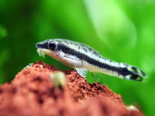 Cá Otto (otocinclus) Cá Otto (otocinclus)