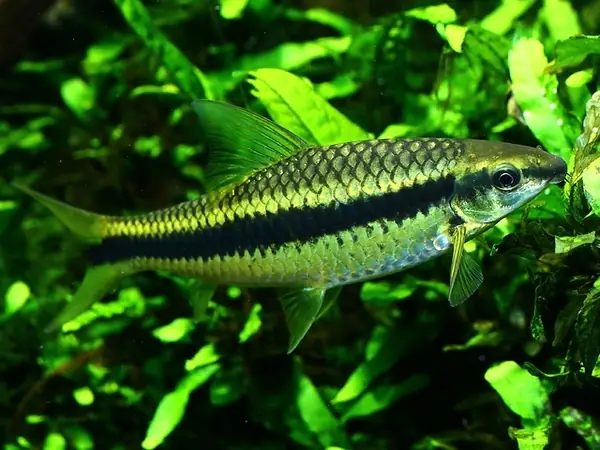 Cá Bút Chì (siamese Algae Eater) Cá Bút Chì (siamese Algae Eater)