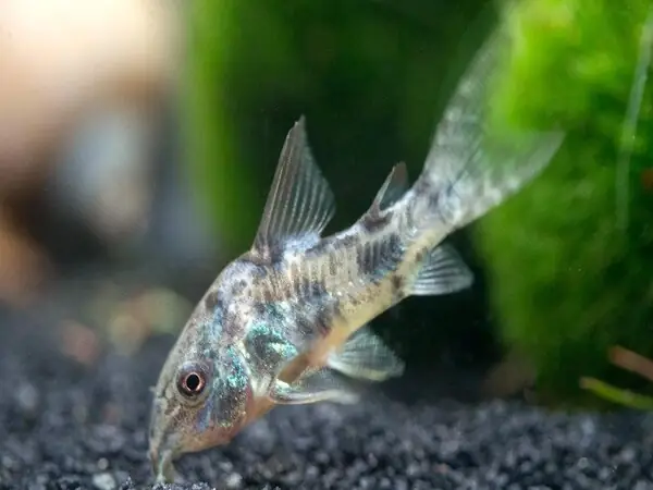 Cá Chuột (corydoras) Cá Chuột (corydoras)