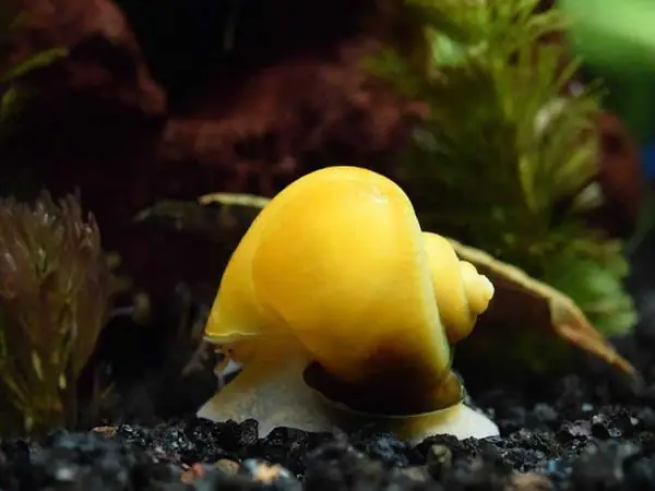 Ốc Táo Vàng (golden Apple Snail) Ốc Táo Vàng (golden Apple Snail)