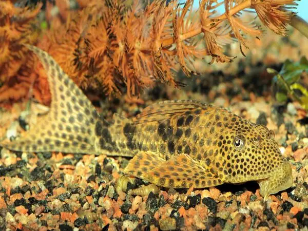 Cá Lau Kiếng (plecostomus) Cá Lau Kiếng (plecostomus)