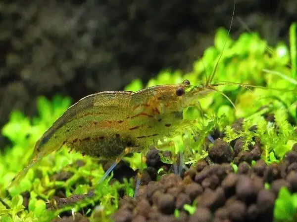 Tép Cảnh Dọn Bể (shrimp Cleaner) Tép Cảnh Dọn Bể (shrimp Cleaner)