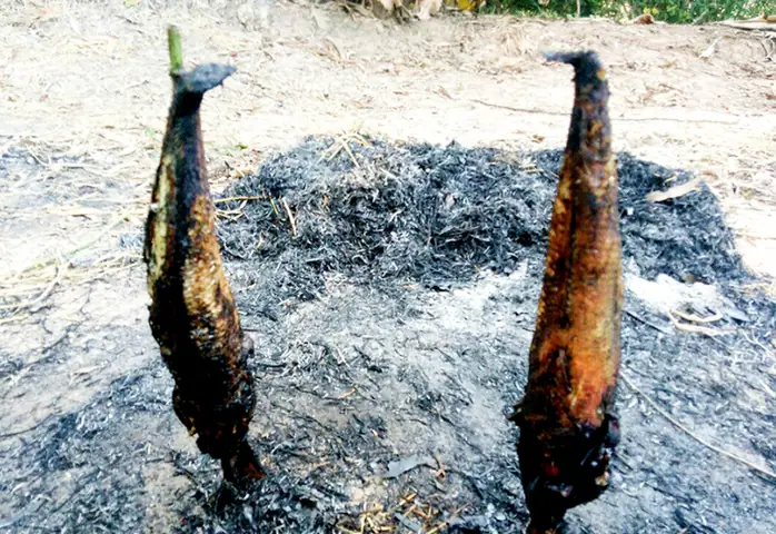 Bốn Loại Cá Đồng Đặc Sản Miền Tây Ăn Ngon, Bổ Dưỡng, Nghe Tên ...