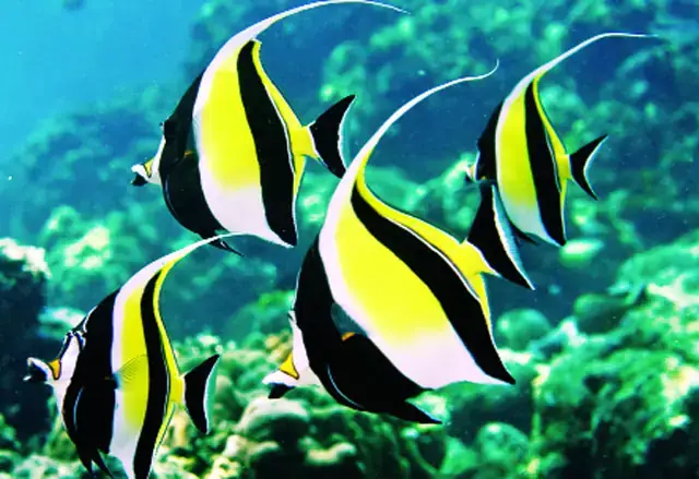 Cá Tầng Đáy: Những Bậc Thầy Ngụy Trang