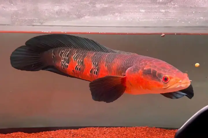 Cá Lóc Vẩy Rồng Đỏ Indo