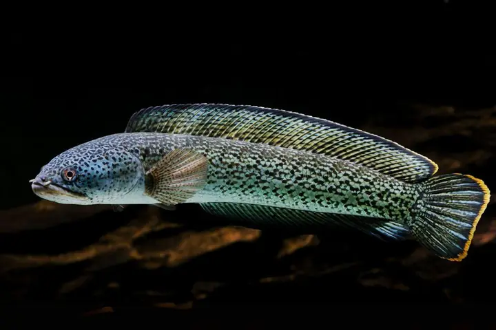 Đặc Điểm Nổi Bật Của Cá Lóc Hoàng Đế