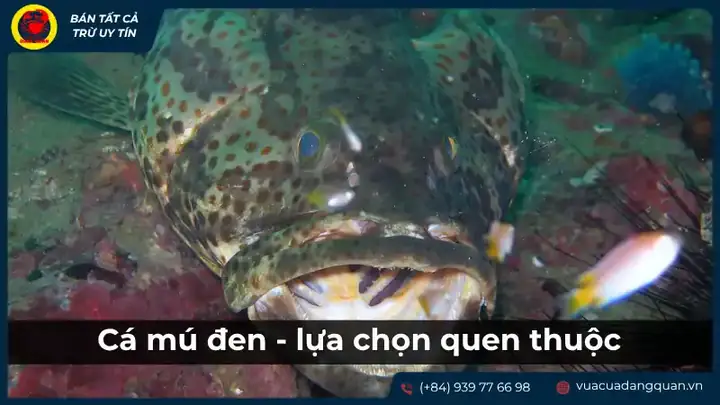 Cá Mú Đen – Lựa Chọn Quen Thuộc Cho Bữa Cơm Gia Đình