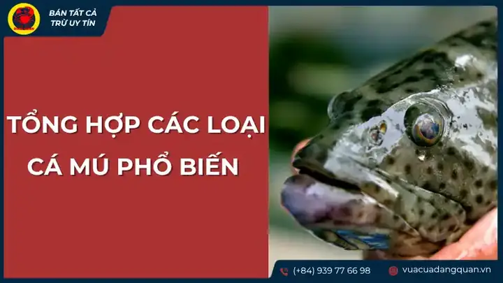 Tổng Hợp Các Loại Cá Mú Phổ Biến Và Đặc Điểm Nhận Dạng. Tổng Hợp Các Loại Cá Mú Phổ Biến Và Đặc Điểm Nhận Dạng.