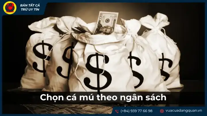 Chọn Cá Mú Theo Ngân Sách Chọn Cá Mú Theo Ngân Sách