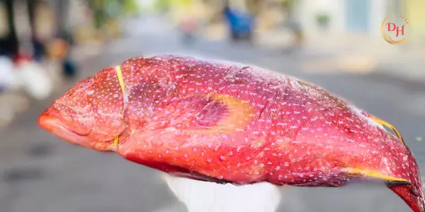 Cá Mú Đỏ