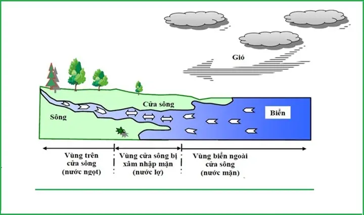 Nước Lợ Là Gì? Nước Lợ Là Gì?