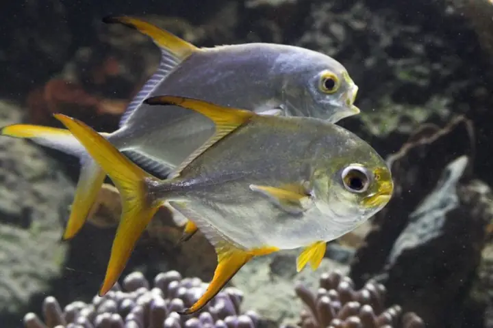 Cá Chim Vây Vàng Cá Chim Vây Vàng