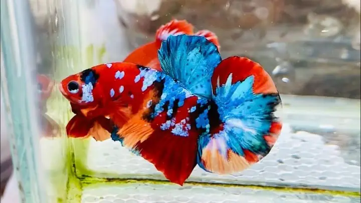 Vì Sao Cần Biết Cách Ép Cá Betta? Ép Cá Betta Để Làm Gì? Vì Sao Cần Biết Cách Ép Cá Betta? Ép Cá Betta Để Làm Gì?