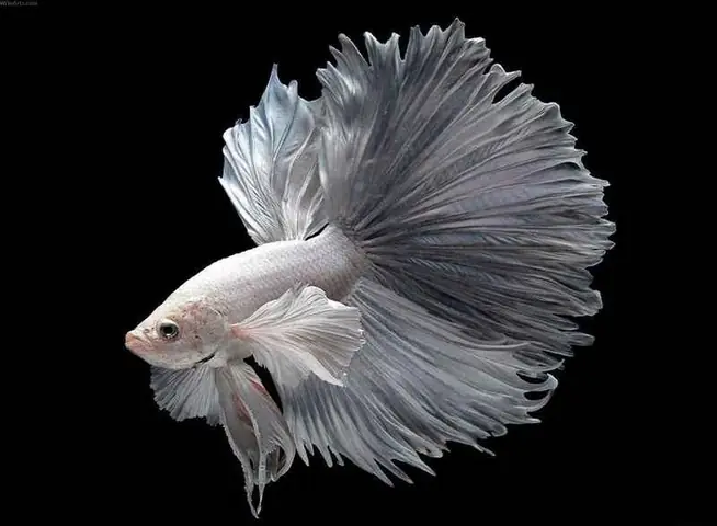 Cách Chọn Giống Cá Betta Để Ép Cách Chọn Giống Cá Betta Để Ép