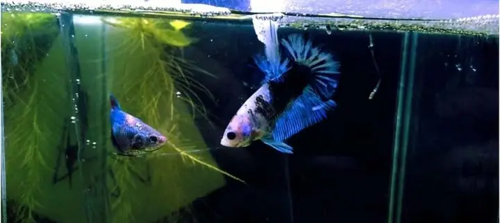 Thả Cá Betta Trống Và Mái Làm Quen Nhau Thả Cá Betta Trống Và Mái Làm Quen Nhau