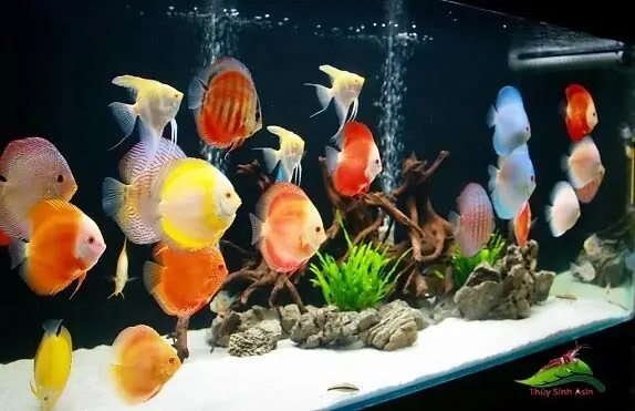 Nguyên Nhân Nước Bể Cá Bị Đục Nguyên Nhân Nước Bể Cá Bị Đục