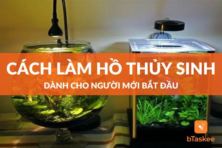 Cách Làm Hồ Thủy Sinh Dành Cho Người Mới Bắt Đầu – Btaskee Cách Làm Hồ Thủy Sinh Dành Cho Người Mới Bắt Đầu – Btaskee