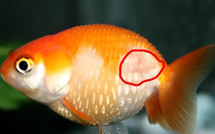 1nguyên Nhân Khiến Cá Không Khỏe Mạnh Và Nhanh Chết 1nguyên Nhân Khiến Cá Không Khỏe Mạnh Và Nhanh Chết