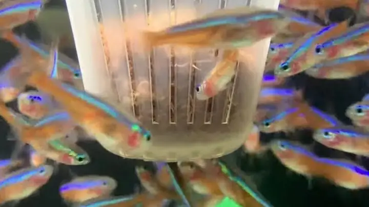 2cách Chăm Sóc Cá Cảnh Trong Bể Để Cá Khỏe Mạnh 2cách Chăm Sóc Cá Cảnh Trong Bể Để Cá Khỏe Mạnh