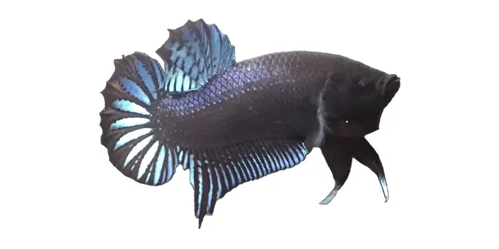 Cách Nuôi Cá Chọi - Cá Đá Cho Chiến Tốt Nhất | Hibetta.com - The ...