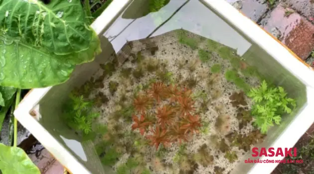 Hạn Chế Của Mô Hình Này