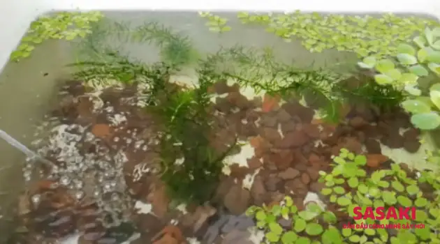 Cách Nuôi Cá Lóc Bằng Thùng Xốp Đơn Giản Tại Nhà