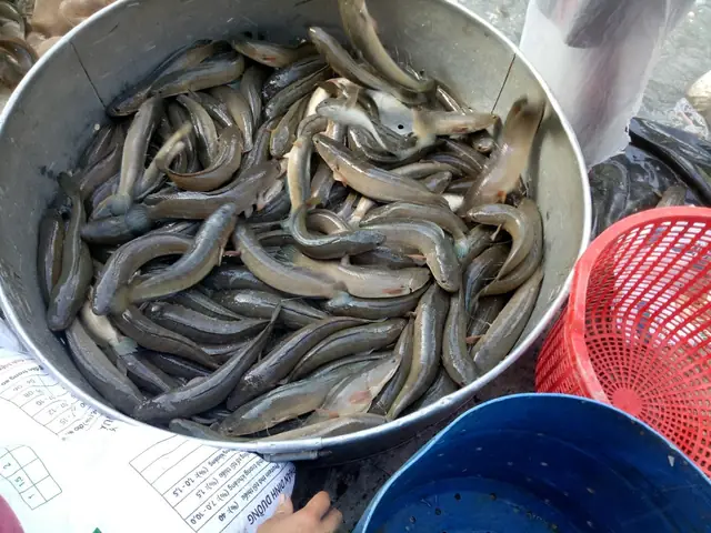 Quy Trình Kỹ Thuật Nuôi Cá Lóc Thương Phẩm - Greenfeed Việt Nam