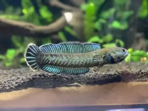 Cho Cá Lóc Bột Ăn Artemia Sấy Khô Được Không? Cho Cá Lóc Bột Ăn Artemia Sấy Khô Được Không?