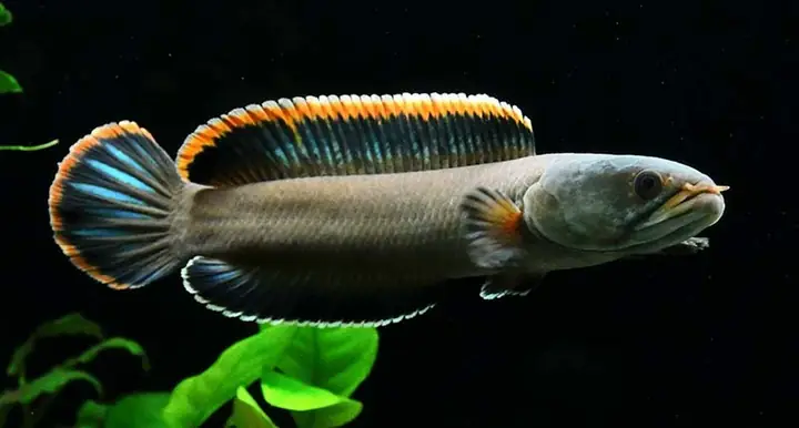 Tập Tính Sinh Sản Của Cá Lóc Tập Tính Sinh Sản Của Cá Lóc