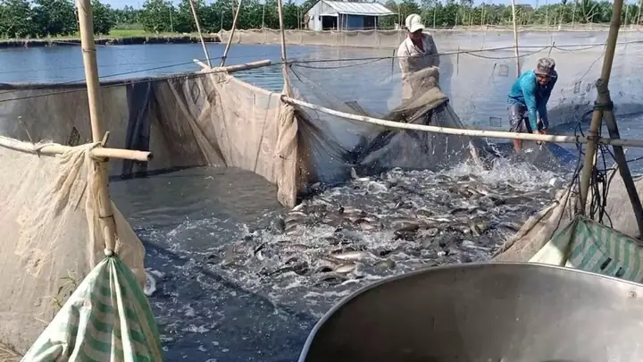 Mô Hình Nuôi Cá Lóc Đồng Đem Lại Hiệu Quả Cao