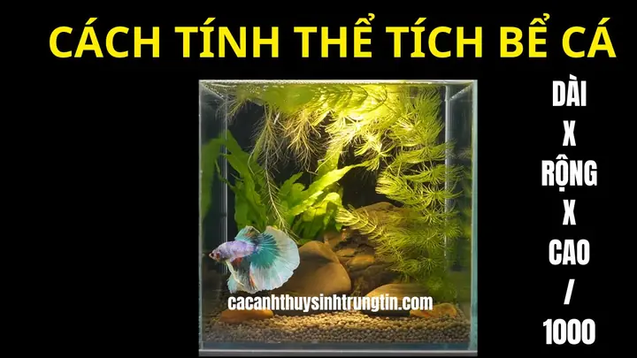 Cách Tính Thể Tích Nước Bể Cá? - Cá Cảnh Thủy Sinh Trung Tín