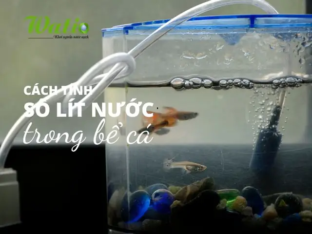Cách Tính Số Lít Nước Trong Bể Cá, Setup Bể Cá Đẹp Cho Người Mới ...