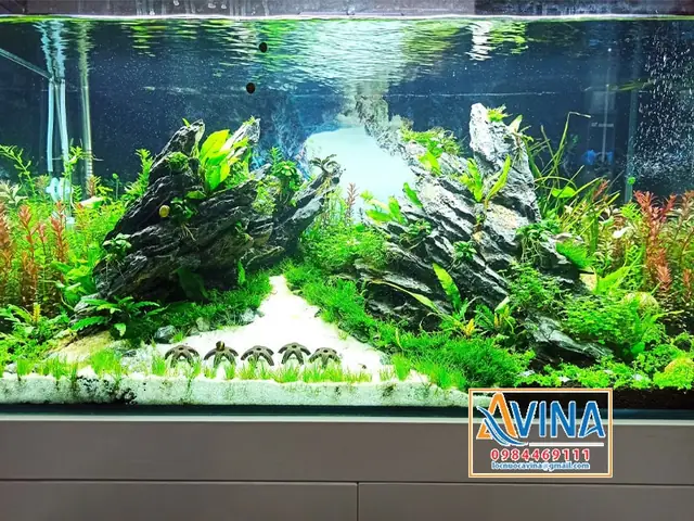 Hướng Dẫn Cách Trang Trí Bể Cá Thủy Sinh Đẹp Đơn Giản Hướng Dẫn Cách Trang Trí Bể Cá Thủy Sinh Đẹp Đơn Giản