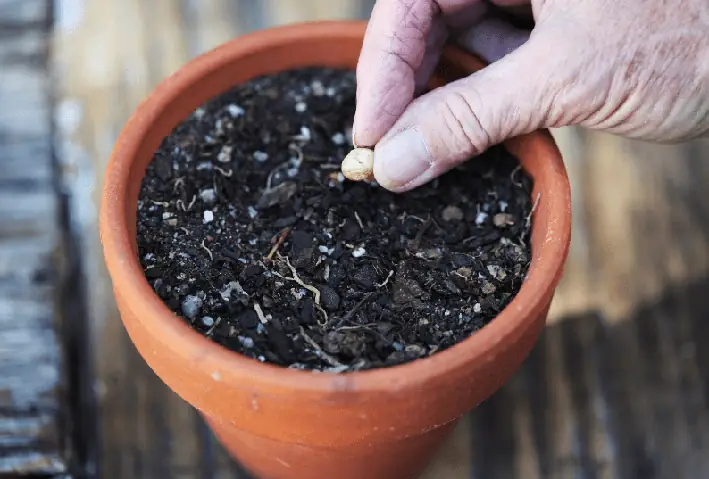 Quy Trình Trồng Sen Trong Hồ Cá