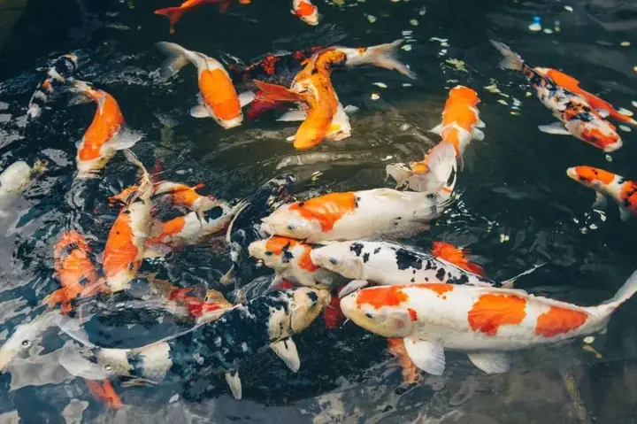 Quán Cà Phê Ngắm Cá Koi Đẹp Mê Hồn Tại Nha Trang Quán Cà Phê Ngắm Cá Koi Đẹp Mê Hồn Tại Nha Trang